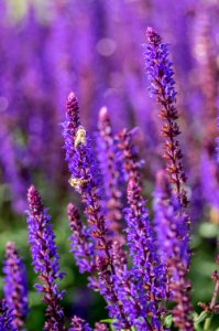 Salvia Lyrical Blues