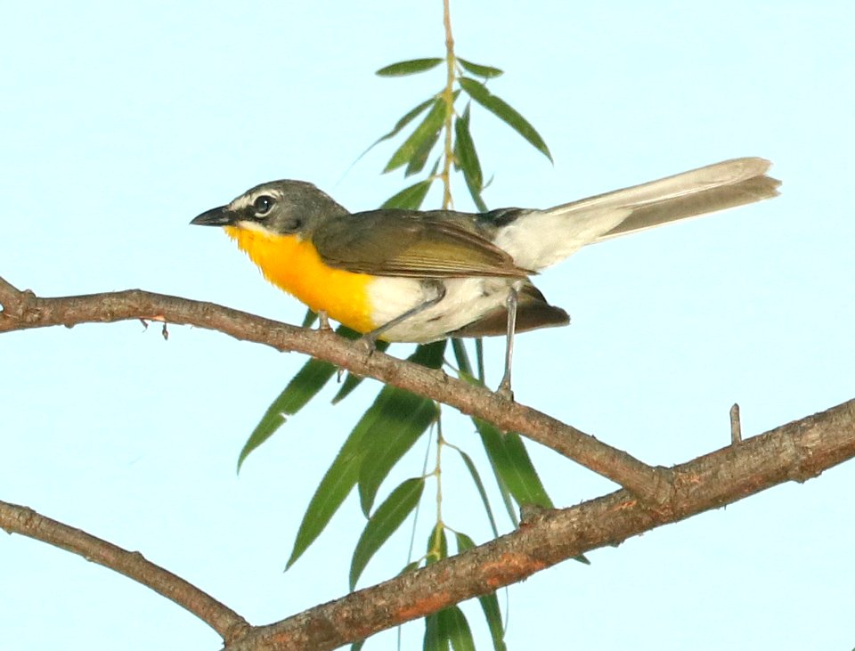 852 - YELLOW-BREASTED CHAT (8-1-2018) patagonia lake, santa cruz co, az -01