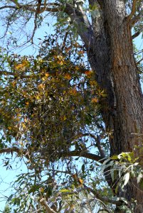 Dendrophthoe vitellina 111102-2742