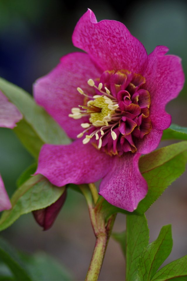 Helleborus Hyb. Tutu 2