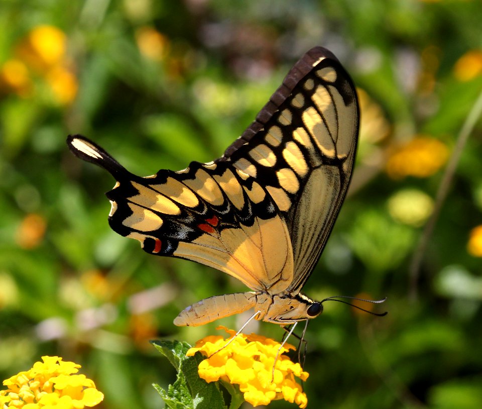 SWALLOWTAIL, GIANT (Papilio cresphontes) (8-14-2015) 78 circulo montana, patagonia lake ranch estates, scc, az -02