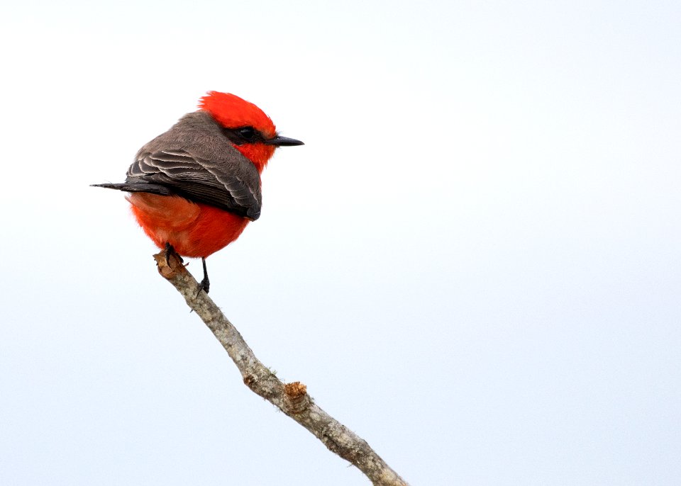 Vermilion flycatcher