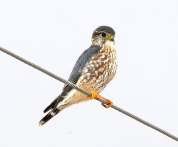 MERLIN (2-20-2018) 78 circulo montana, lake patagonia ranch estates, santa cruz co, az -01