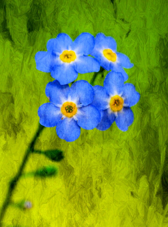 Spring meadow plants