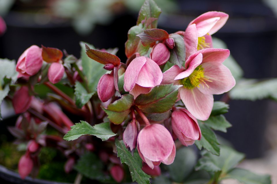 Helleborus Vancouver Medallion