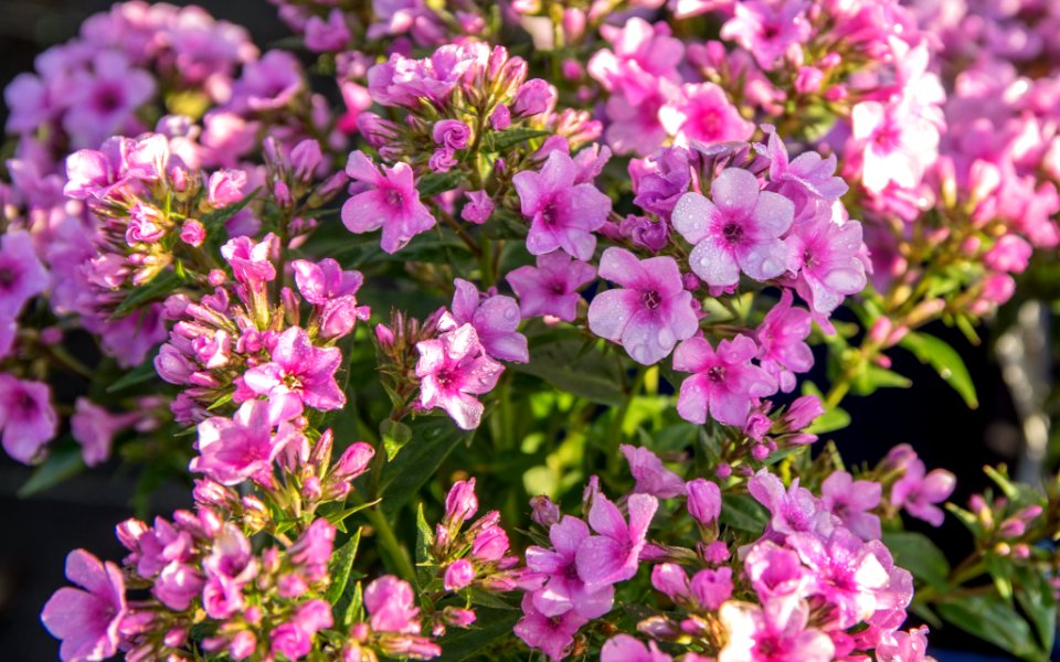 Phlox Early Start