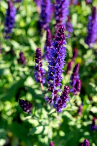 Salvia Lyrical Blues photo