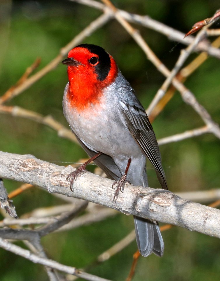 849 - RED-FACED WARBLER (5-4-2017) near emory pass, mimbres mts, grant co, nm -17