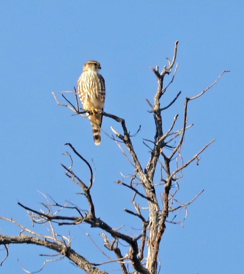 551 - MERLIN (12-14-2016) pena blanca lake, santz cruz co, az -01