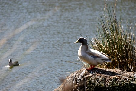 Grey Duck