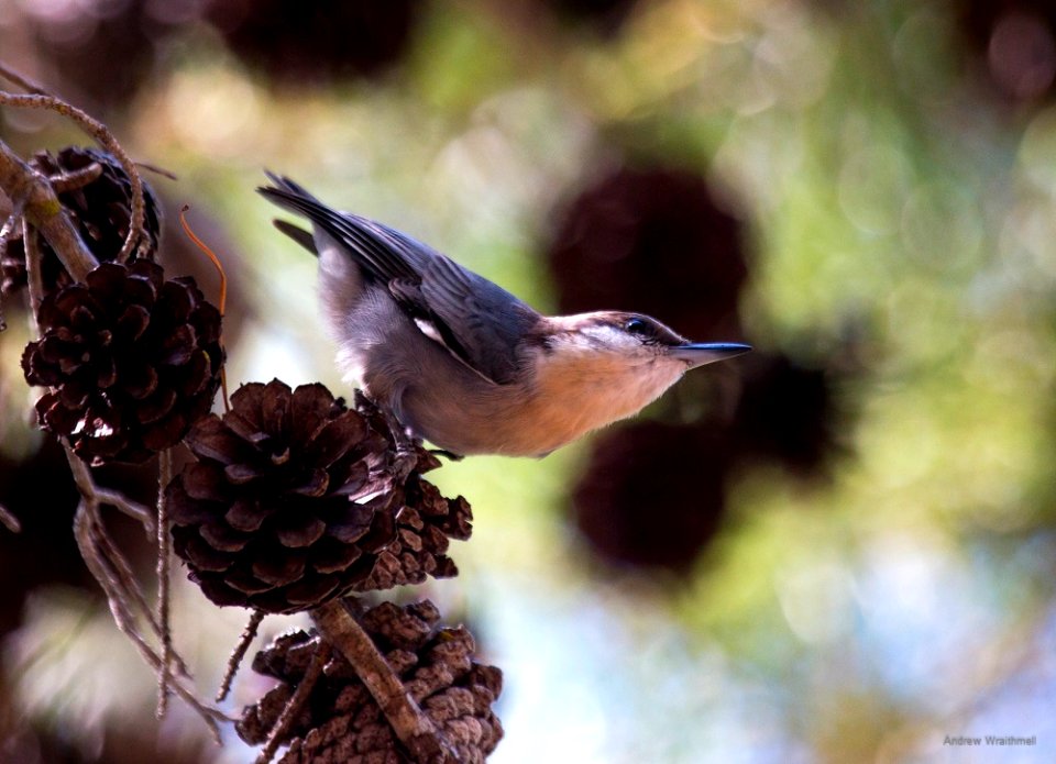brown-headed nuthatch