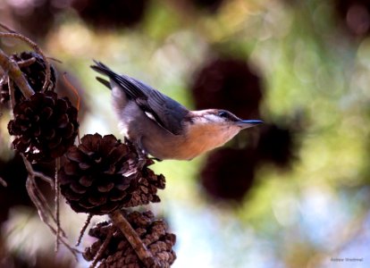 brown-headed nuthatch photo