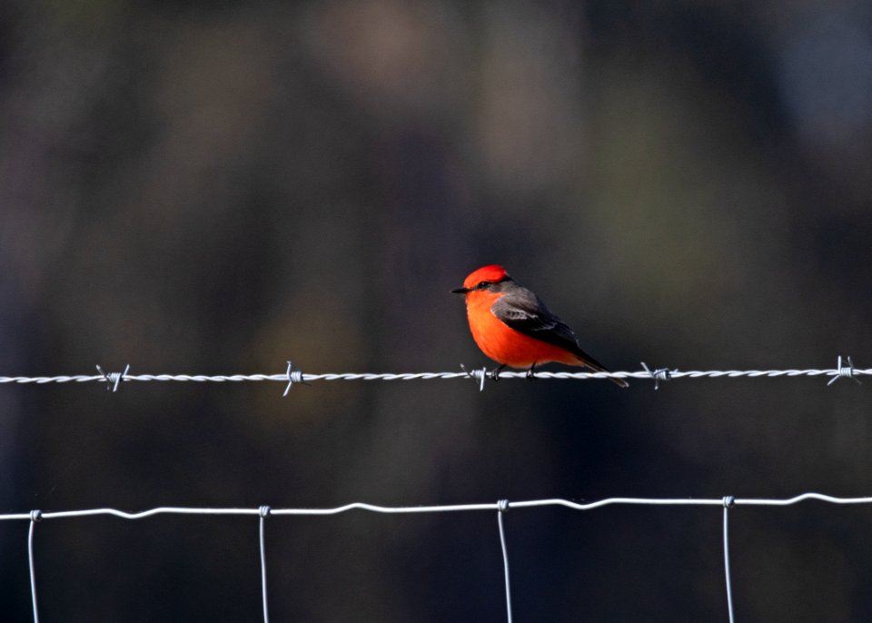 Vermilion flycatcher