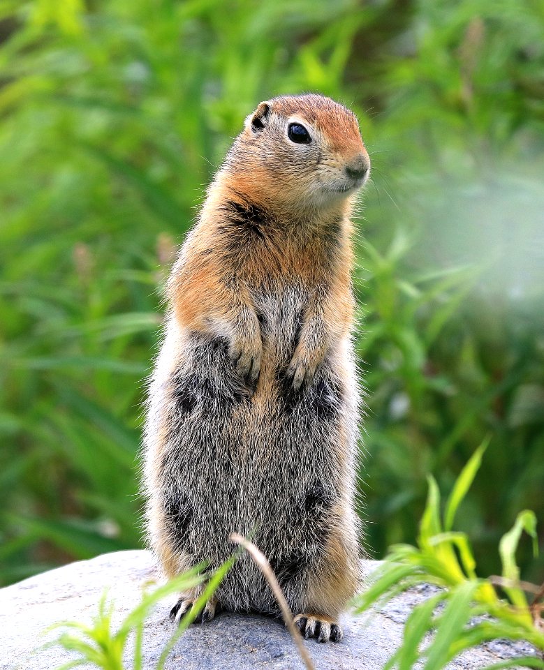 SQUIRREL, ARCTIC GROUND (Spermophilus parryii) (6-25-2016) thirteen-mile hill, 13 miles west of paxson, ak