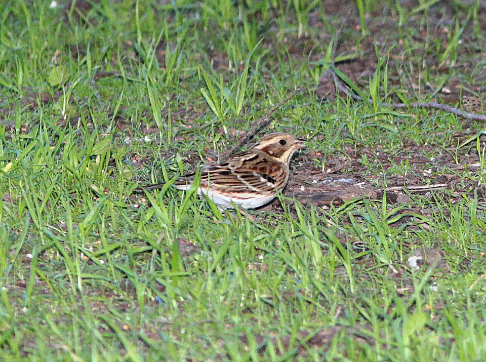 904 - RUSTIC BUNTING (12-26-2014) golden gate park, san francisco, ca -02