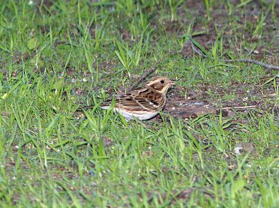904 - RUSTIC BUNTING (12-26-2014) golden gate park, san francisco, ca -02