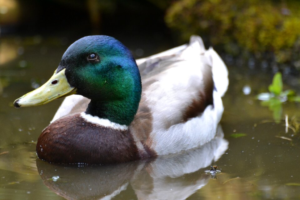 Bird mallard duck male