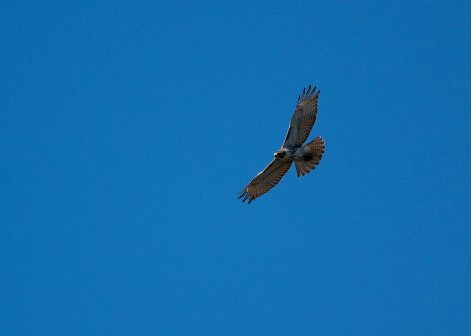 Red-tailed hawk