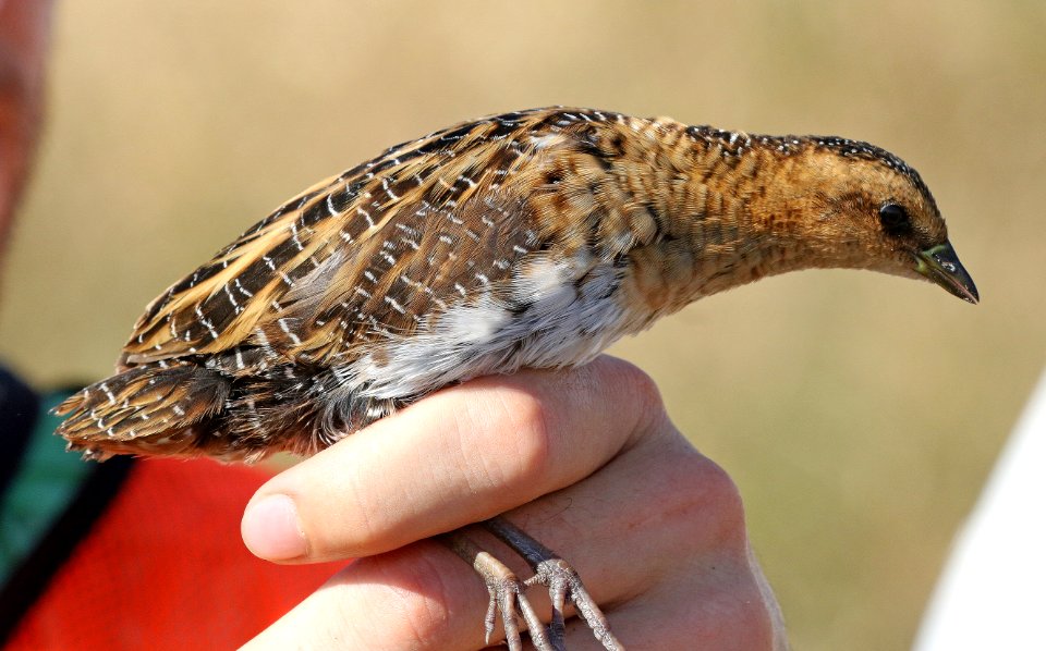 234 - YELLOW RAIL (11-3-2016) thornwell, jefferson-davis parish, la -33