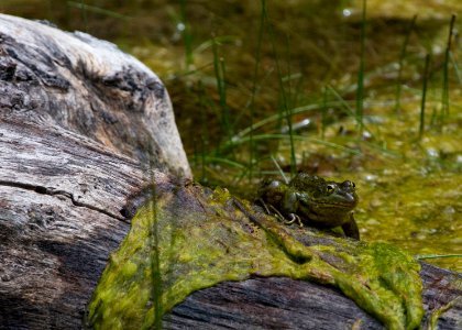 Chiricahua leopard frog