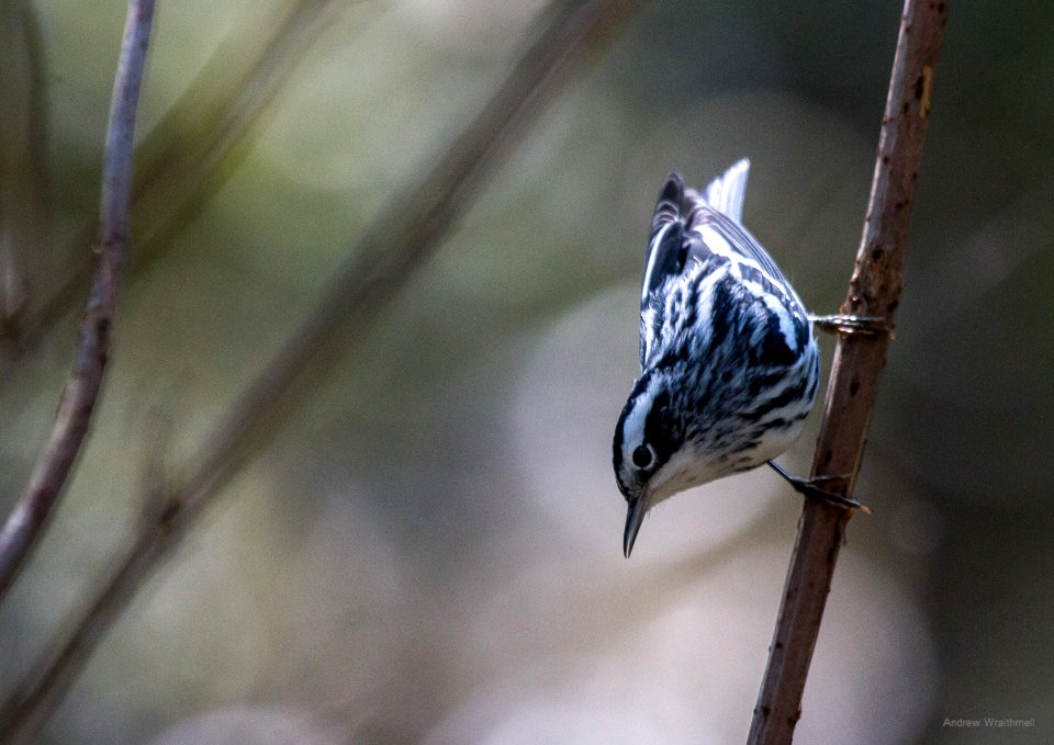 Black-and-white warbler