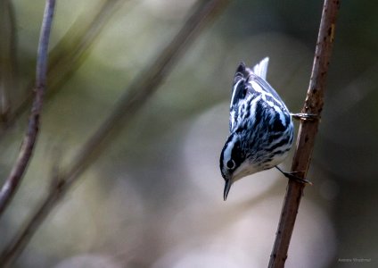 Black-and-white warbler