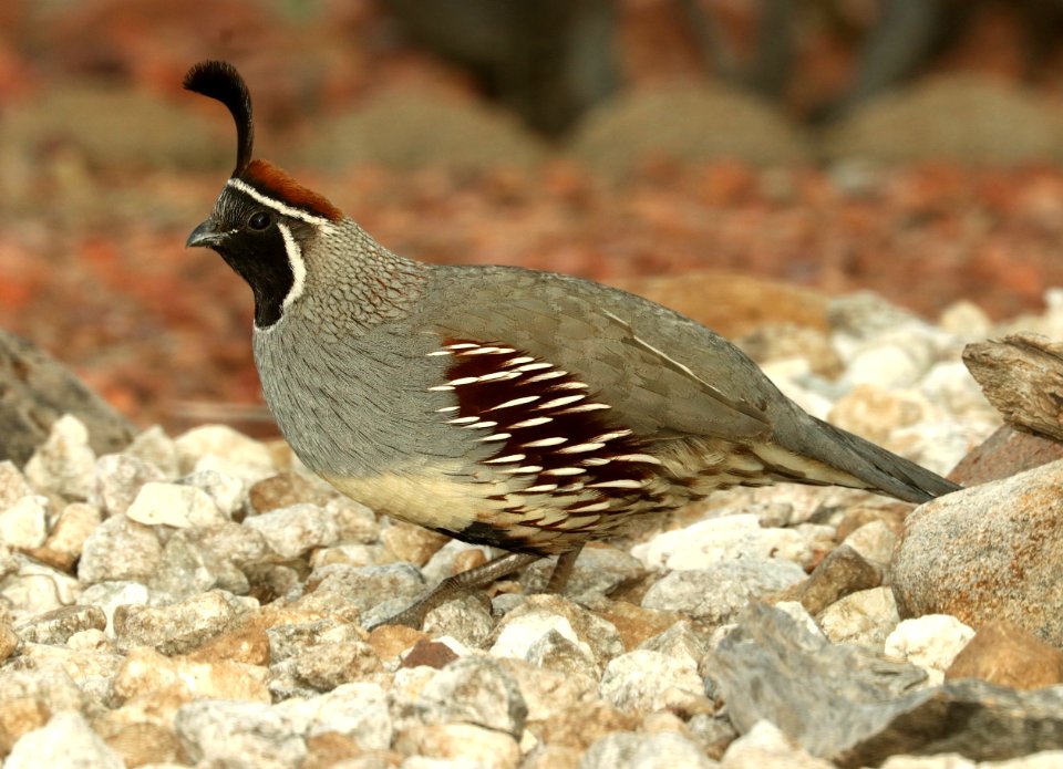 070 - GAMBEL'S QUAIL (2-27-2019) hereford, cochise co, az -01