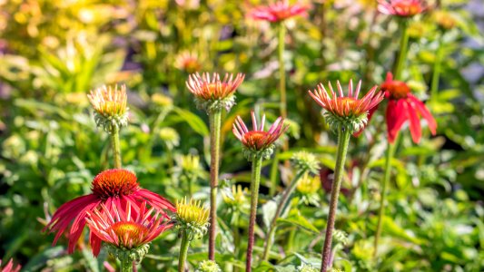 Echinacea Cheyenne Spirit