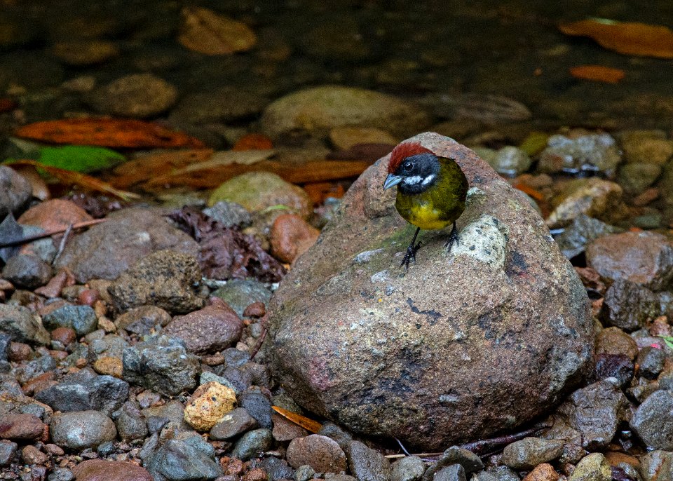 Sooty-faced finch