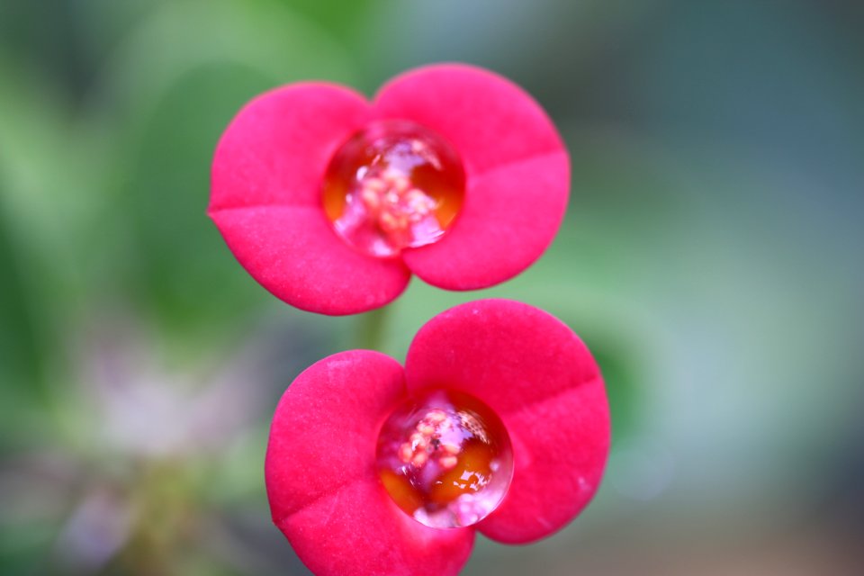 Flowers and Flowers