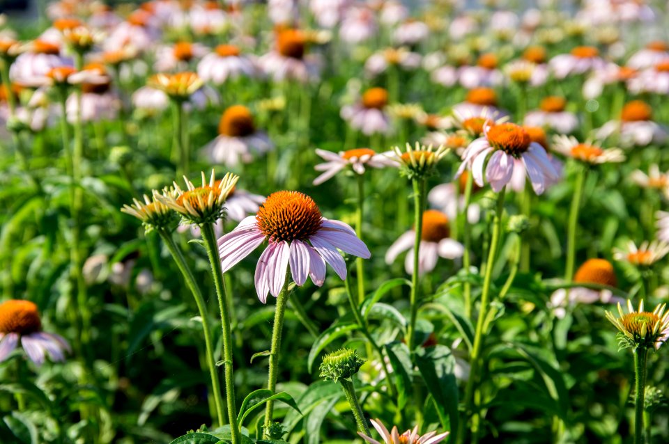 Echinacea Rosita
