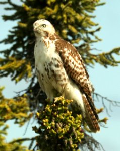 230 - RED-TAILED HAWK (6-13-2019) harlan's, near mile 140, glenn highway, ak -01