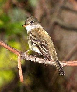 577 -  ALDER FLYCATCHER (5-23-2015) worcester co, ma -04