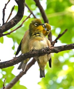 JAPANESE WHITE-EYE (5-9-2018) hale koa hotel, honolulu, oahu co, hawaii -01