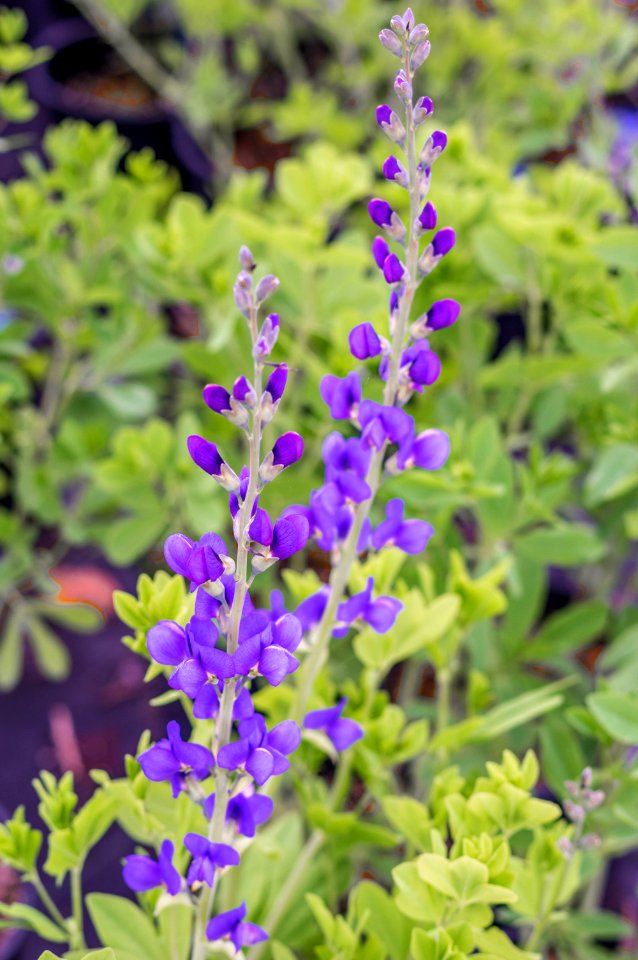Baptisia Purple Smoke