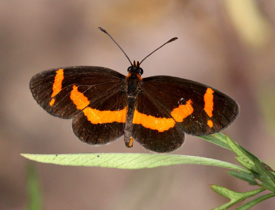 ELF (Microtia elva) (8-21-2015) pena blanca cyn, santa cruz co, az -01