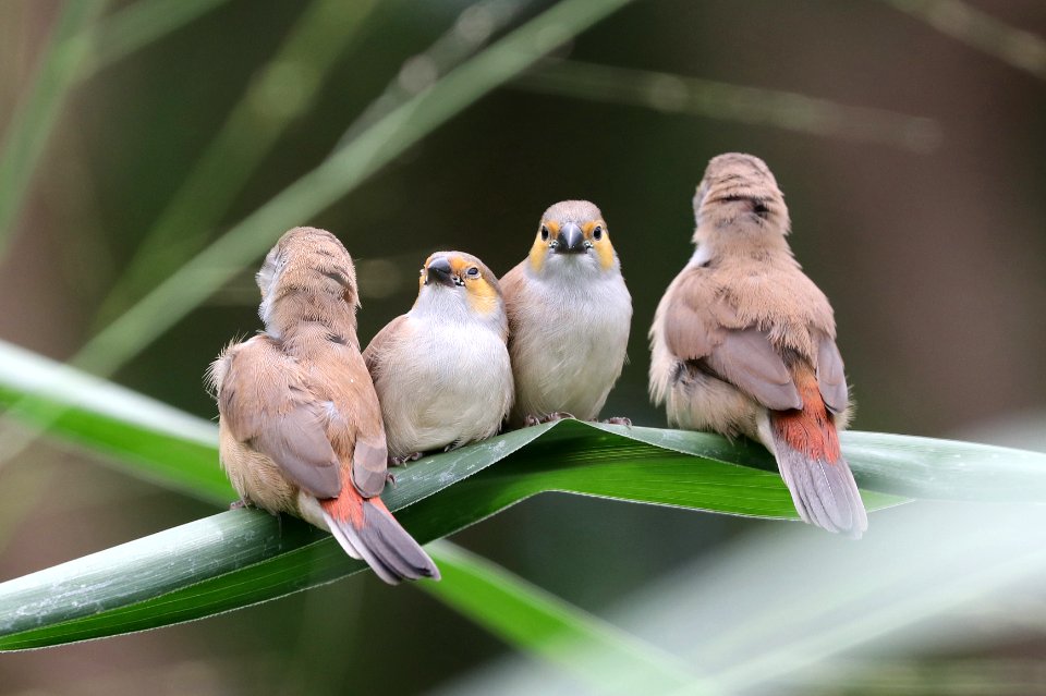 ORANGE-CHEEKED WAXBILL (5-5-2018) waihee coastal dunes and wetland refuge, maui co, hawaii -21