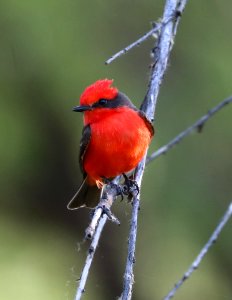 589 - VERMILION FLYCATCHER (4-13-2017) patagonia lake, santa cruz co, az (2)