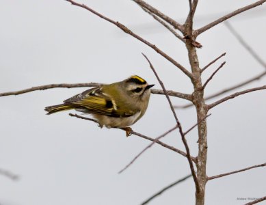 Golden-crowned kinglet photo