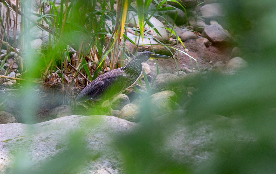 Fasciated Tiger Heron