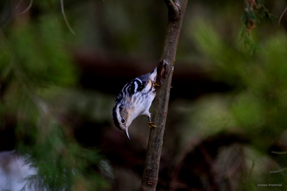 black-and-white warbler