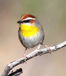 845 - RUFOUS-CAPPED WARBLER (1-13-14) florida wash, pima co, az - 03