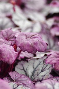 Heuchera Sugar Plum (2)