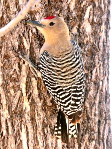 525 - GILA WOODPECKER (2-8-2019) san pedro house, cochise co, az -01