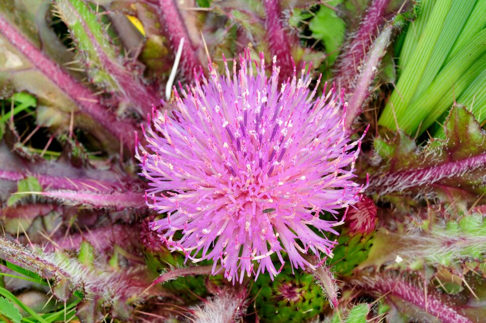 Thistle wild flower nature