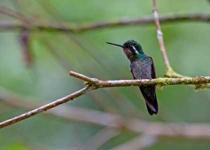 Purple-throated mountain gem
