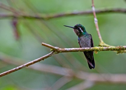 Purple-throated mountain gem photo