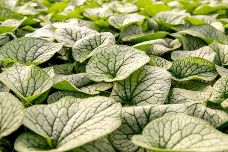 Brunnera Alexander's Great