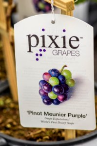 Pixie Pinot Meunier Purple