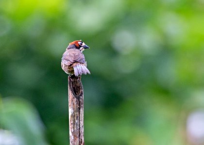 Cabanis's ground sparrow